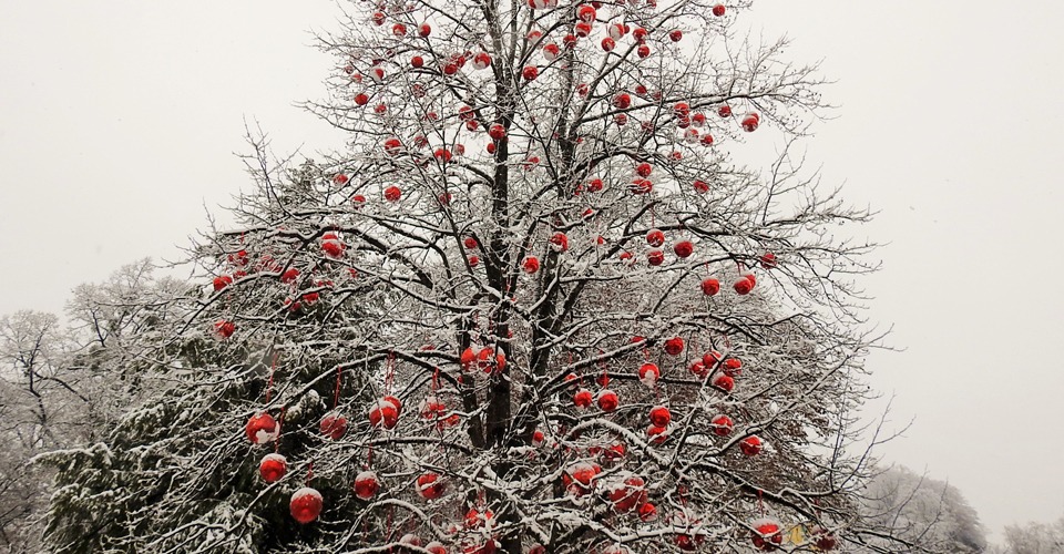 Hellbrunn-Christmas-Tree