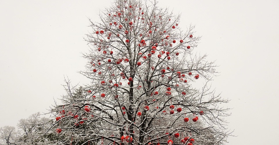 Hellbrunn-Christmas-Tree