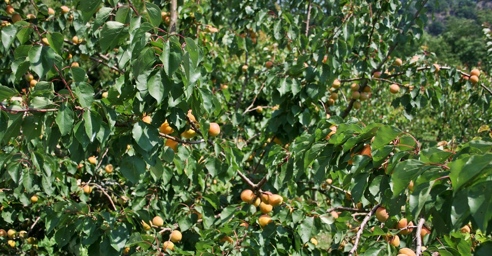 Wachau-Apricots