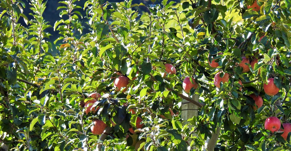 South-Tyrol-Apples