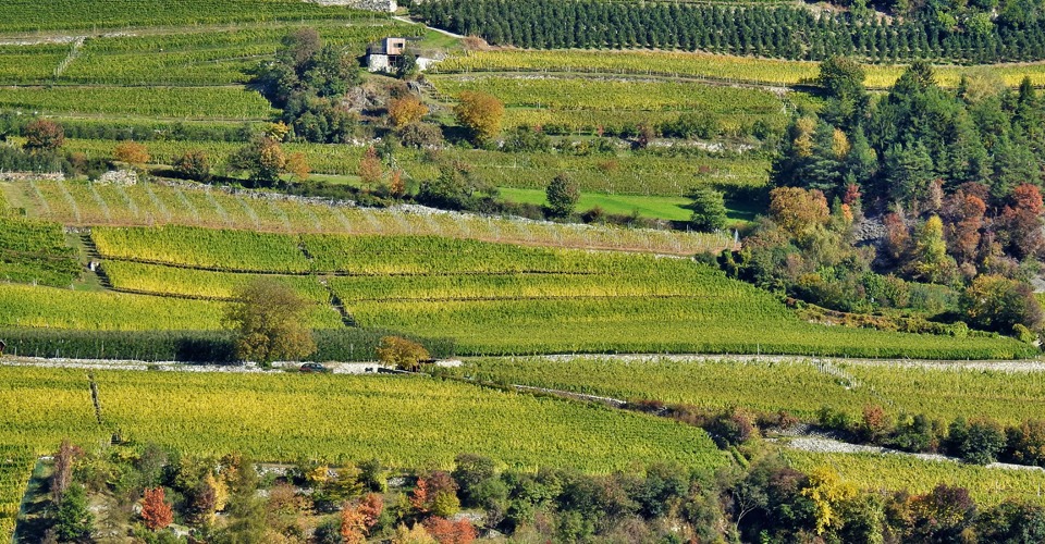 South-Tyrol-Vineyards